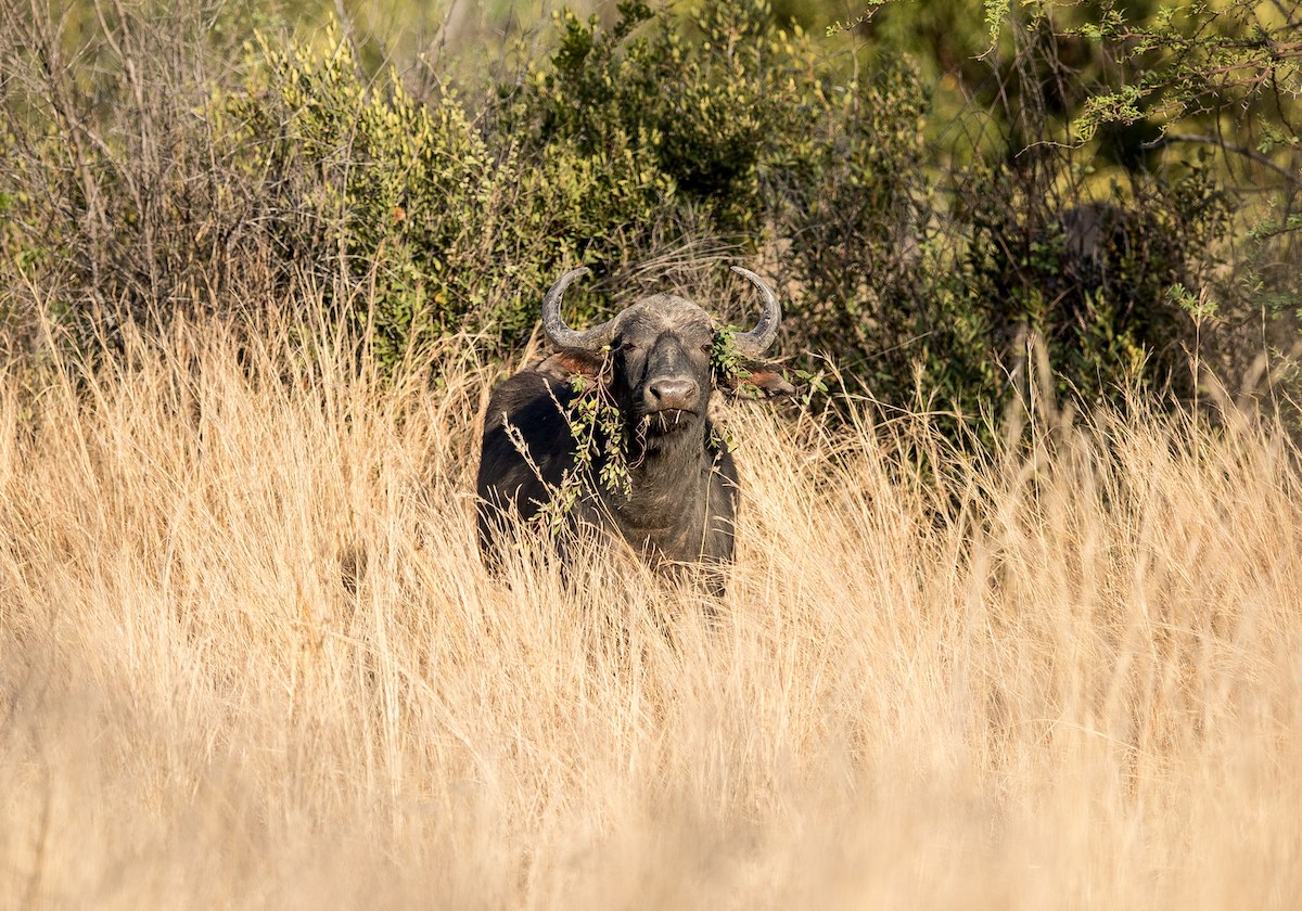 Pilanesberg destination scenery
